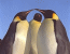 Gay rights groups now focus on 'helping' gay penguins