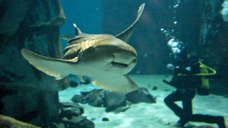 Zebra shark