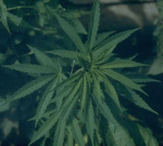 Cannabis Sativa - Hemp, Marijuana, Hashish, Hash