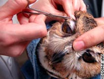 Veterinarians remove a stitch from the owl's eyelid
