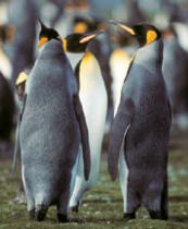 Gay Penguins