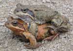 Pairing Toads