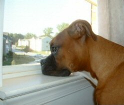 Boxer, staring out the window