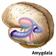 Amygdala