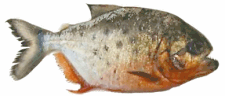 The red-bellied piranha found in the River Thames