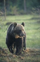 Wild brown bear